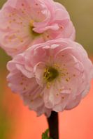 roze voorjaar bloem