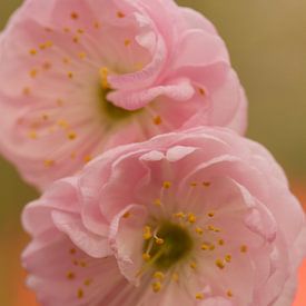 roze voorjaar bloem by Frank Broenink