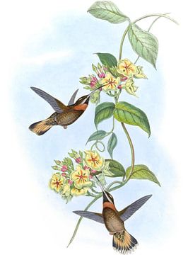 Fawn-staart met weerhaken-throat, John Gould van Hummingbirds