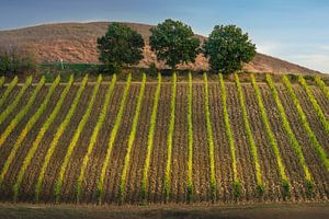 Weinberge von Montalcino und drei Bäume. Region Toskana, Italien