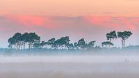 Mooie rij vliegendennen in de mist op de Kalmthoutse Heide van Jos Pannekoek thumbnail
