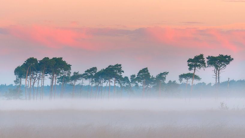 Mooie rij vliegendennen in de mist op de Kalmthoutse Heide van Jos Pannekoek