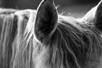 Luisteren | detail | paard van Femke Ketelaar