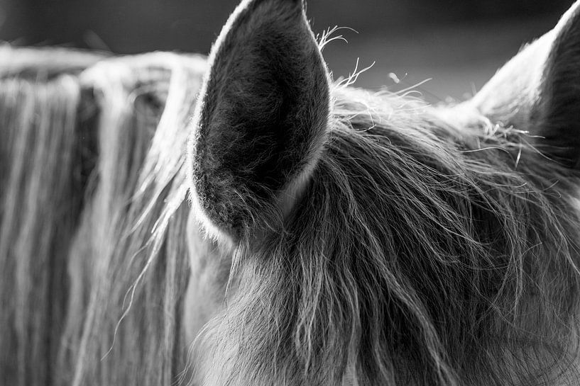 Paard Luisteren detail van Femke Ketelaar
