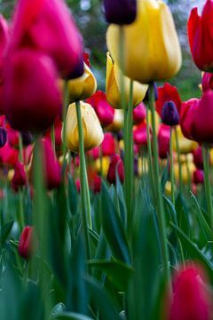 bottom view of red and yellow tulips by Saskia S