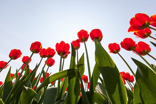 Rode tulpen in tegenlicht vanaf laag standpunt