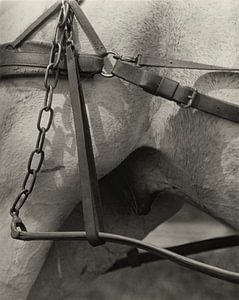 Spiritual America (1923) by Alfred Stieglitz