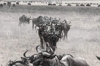 Gnoes in het stof van de  Ngorongoro krater