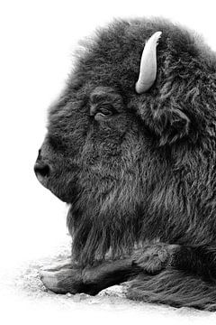 Rustende bizonrunderen als zwart-witafbeelding van Leinemeister