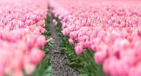 Tulpenveld  van Inge van den Brande thumbnail