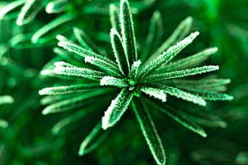Taxus