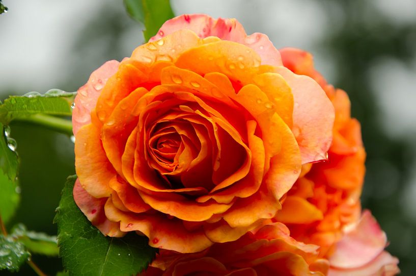 fleur, rose par Anna Hense