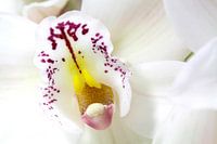 White Cymbid