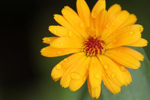 La fleur jaune !