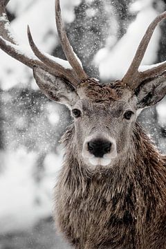 Winter Stag van Monika Strigel