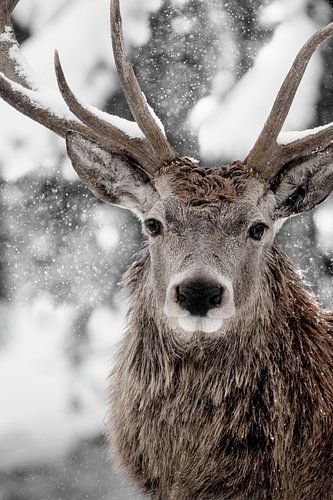 Winter Stag