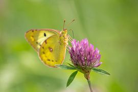Orange Lucerne butterfly by Steffie van der Putten