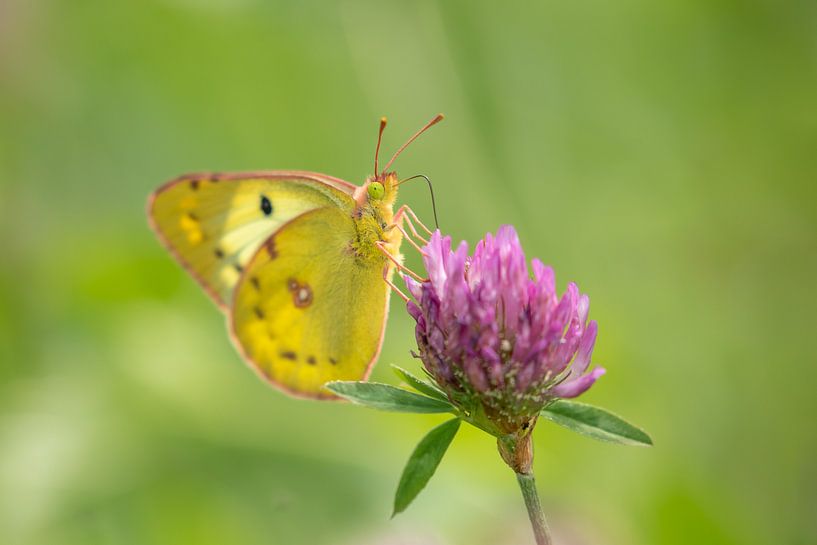 Orange Lucerne butterfly by Steffie van der Putten