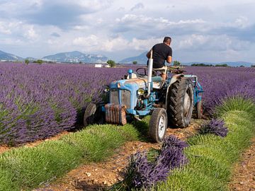 Lavendel oogst van Hillebrand Breuker