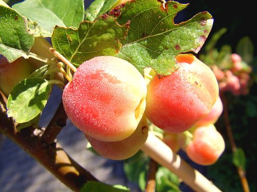 Appeltjes