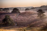 wanderer on the brunzelheide