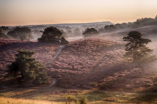 errant sur la brunzelheide