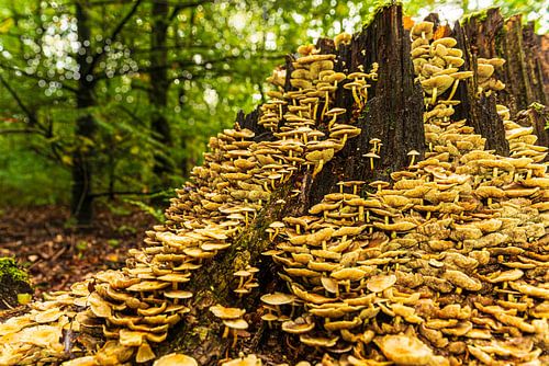 Autumn in the forest