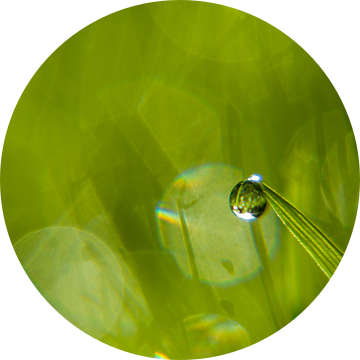 Dauwdruppel in gras van Martijn Wit