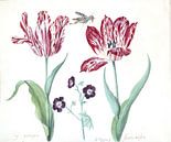 Zwei Tulpen mit Pelargonien und Insekten, Jacob Marrel von Het Archief Miniaturansicht