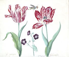 Two tulips with stork's beak and insect, Jacob Marrel - 1639