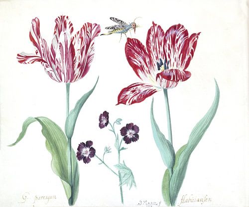 Twee tulpen met ooievaarsbek en insect, Jacob Marrel - 1639