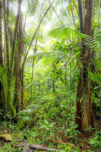 cloud forest Ecuador #5