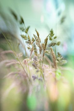 Rêve d'herbe sur Patricia van Kuik