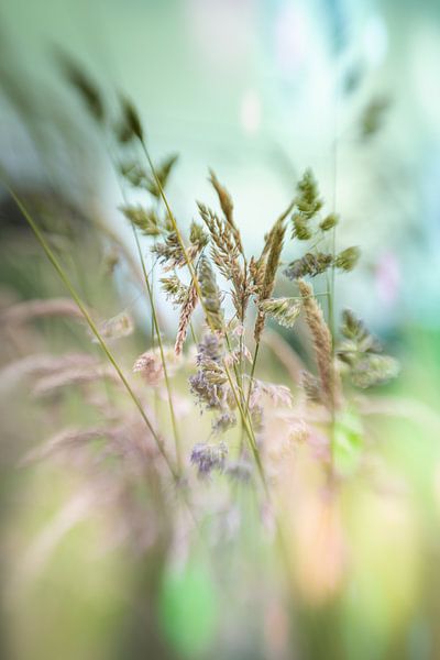 Rêve d'herbe par Patricia van Kuik