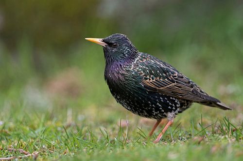 Star ( Sturnus vulgaris ) im metallisch schimmerndem Prachtkleid
