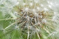 Paardenbloem