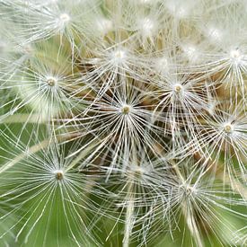 Dandelion by Kimberly Zanting