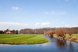 Dutch landscape with pastures and knotted willows