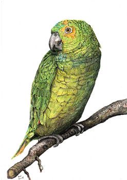 Just a parrot
