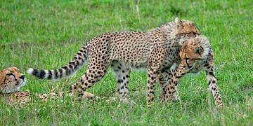 cheeta's van Peter Michel