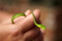 Groen slangetje
