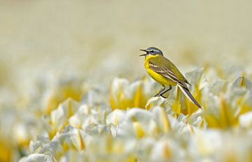 Gele kwikstaart  sur Menno Schaefer