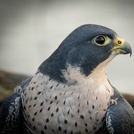 Peregrine falcon by Arie Jan van Termeij