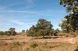 Nationaal Park Veluwezoom Gelderland