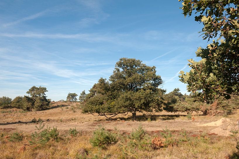 Veluwezoom National Park Gelderland von Richard Wareham
