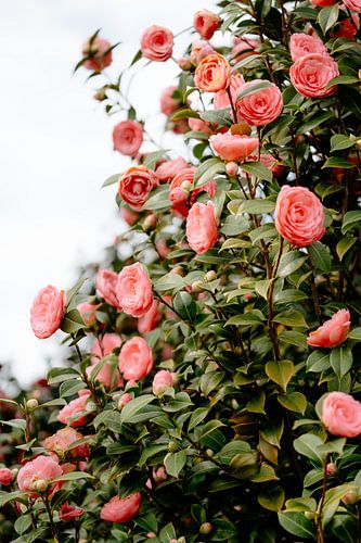Bloemen