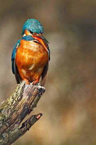 IJsvogel gefotografeerd in het Gooi