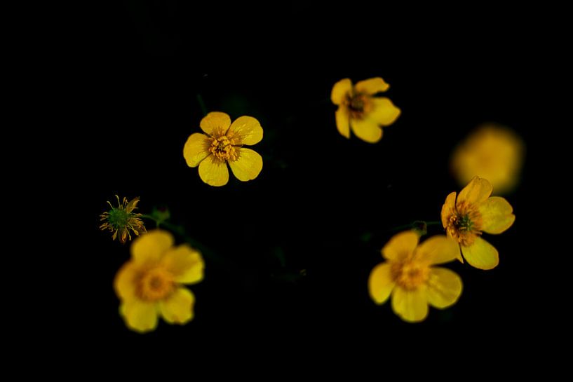 yellow by peterheinspictures