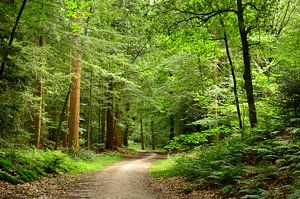 Marcher dans une forêt verdoyante