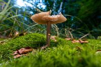 A mushroom at dusk